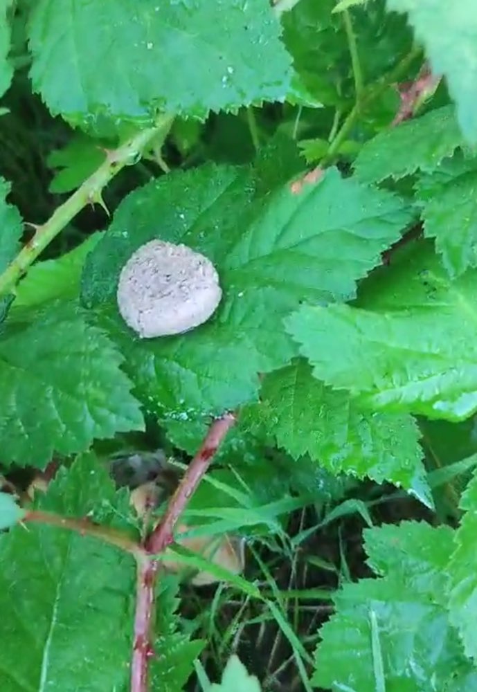 Giftköder-Giftköder Kekse-Profilbild