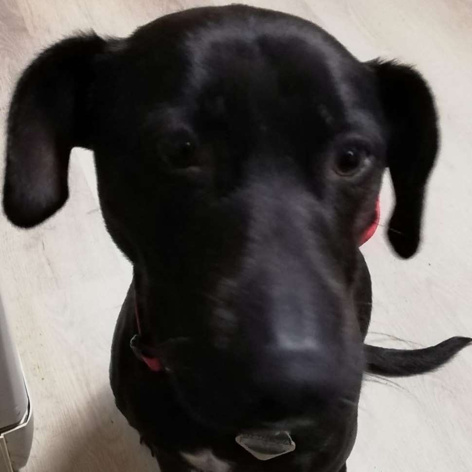 Hundetreffen-Mogli sucht immer neue Spielfreude ☺️-Profilbild