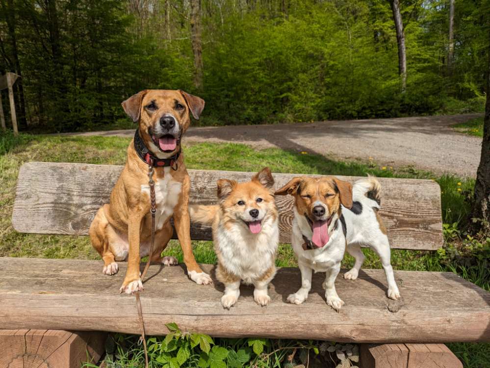 Hundetreffen-Socialwalk/spazieren/Training-Profilbild