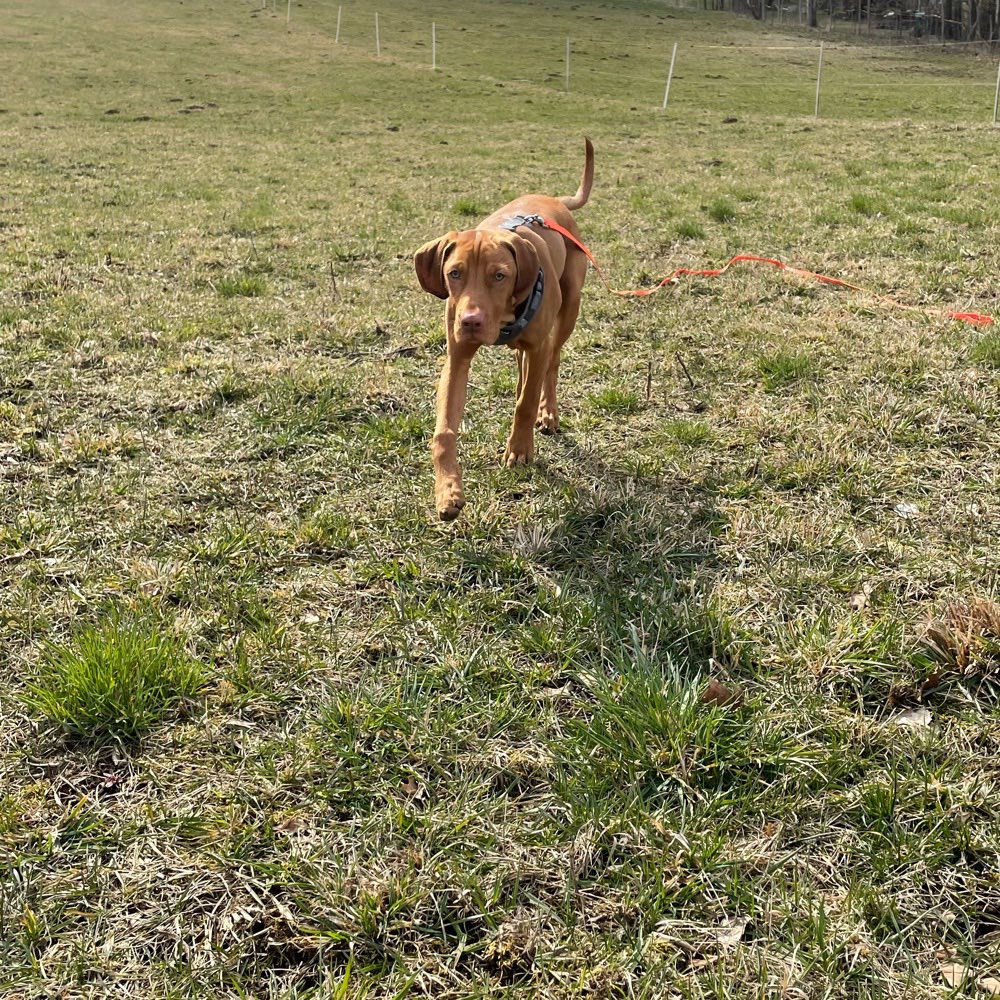 Hundetreffen-Welpentreff in der jungen Heide-Profilbild