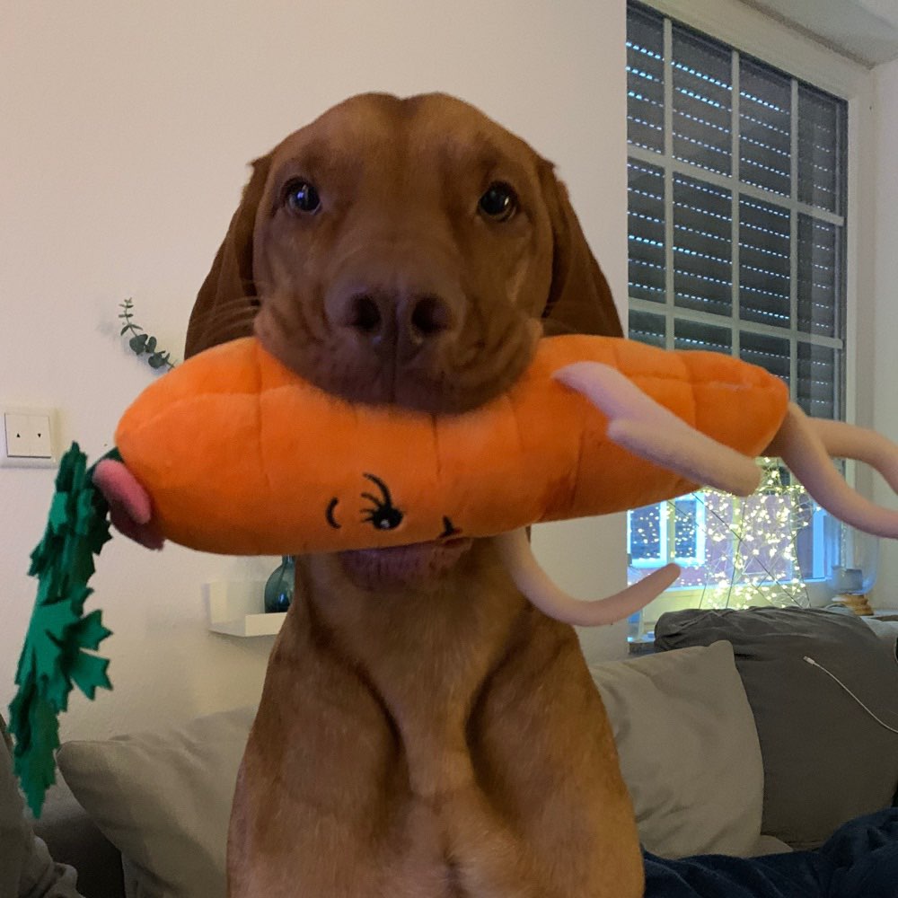 Hundetreffen-Toben, spielen & spazieren-Profilbild