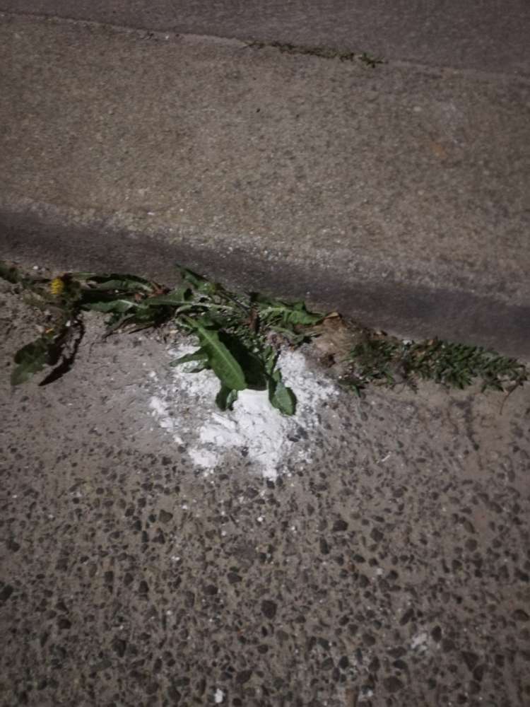 Giftköder-merkwürdiges Pulver-Profilbild