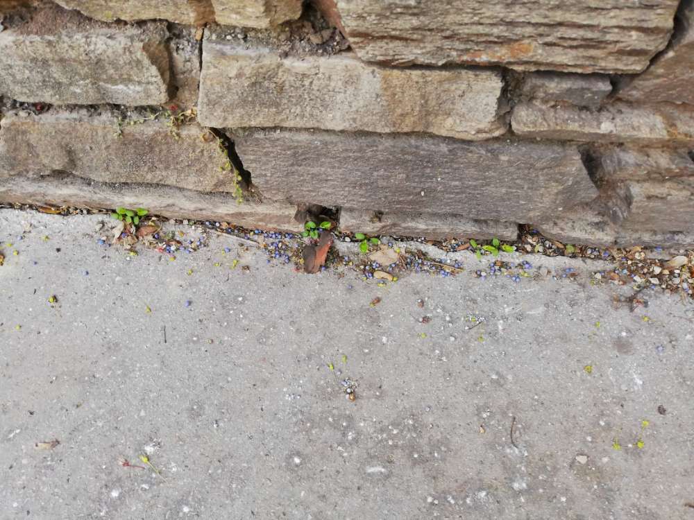 Giftköder-Evtl. Rattengiftgranulat-Profilbild