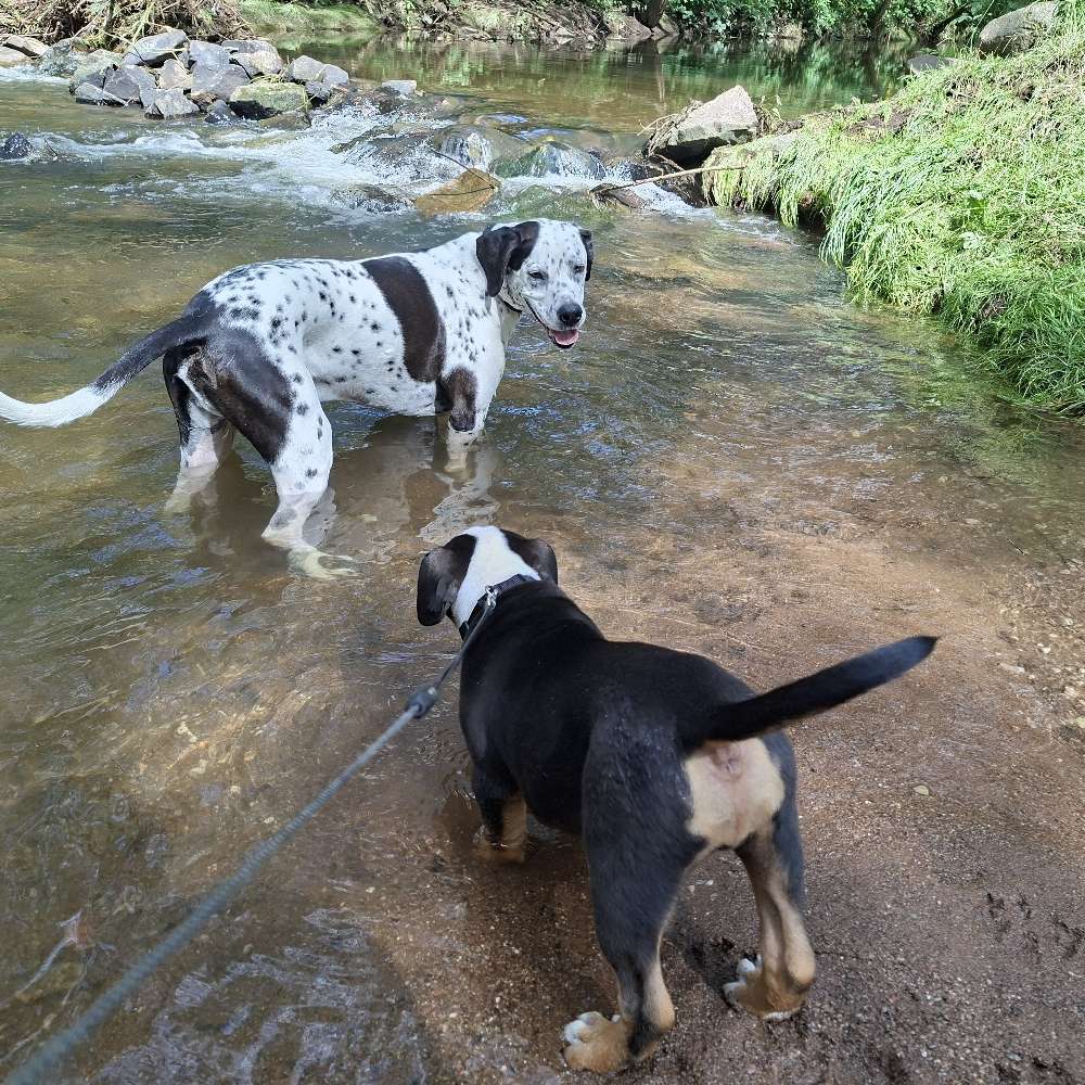 Hundetreffen-Hundetreffen-Profilbild