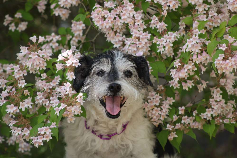 Hundetreffen-Gassi gehen/Fotos machen-Profilbild