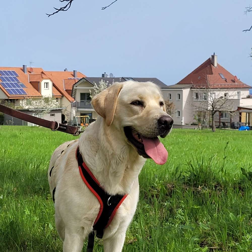 Hundetreffen-Trainings-/Spielerunde-Profilbild