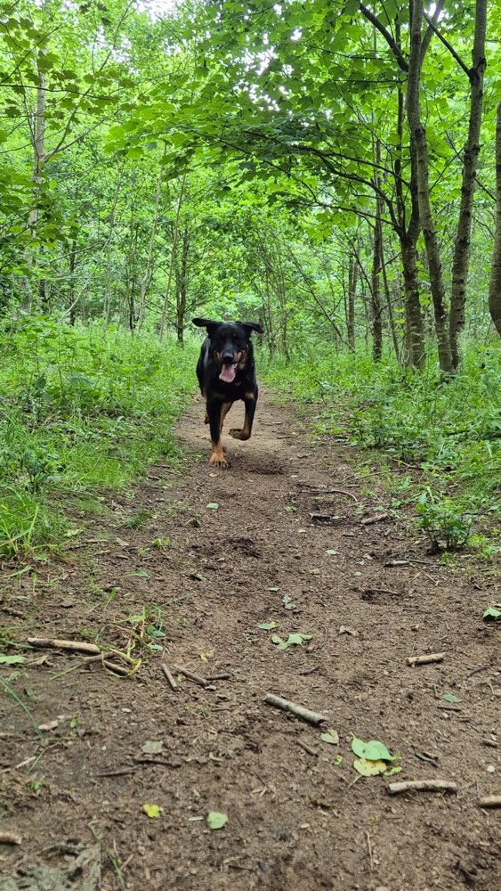 Hundetreffen-Samstag im Hundewald-Profilbild