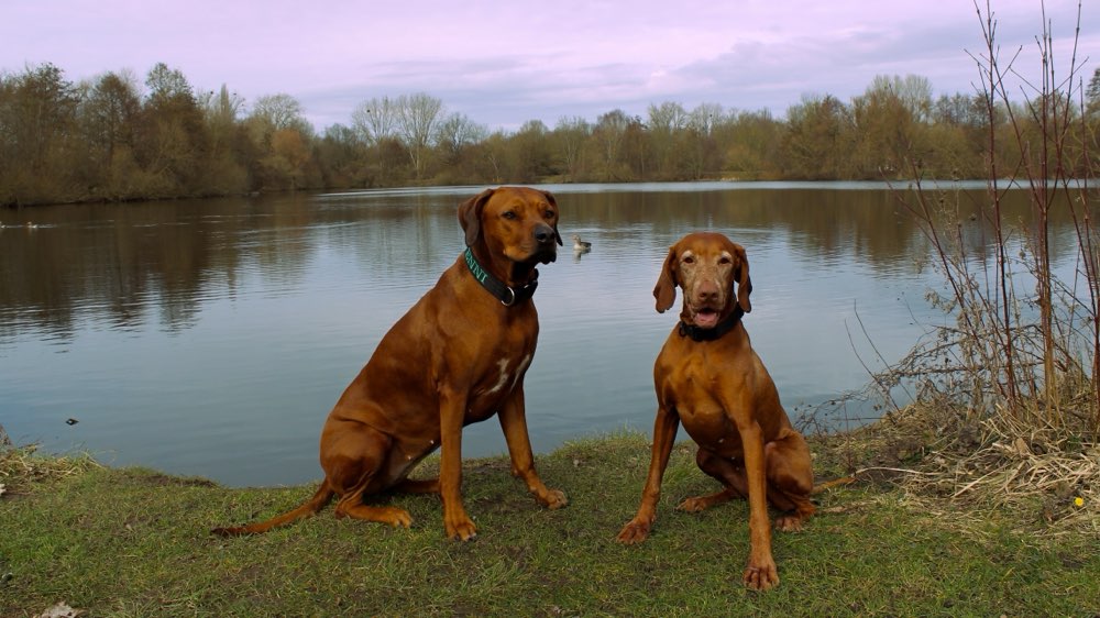 Hundetreffen-Social Walk in der Eilenriede-Profilbild