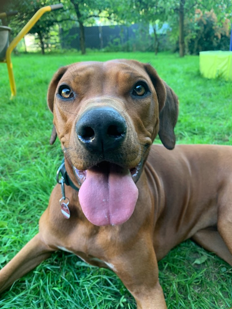 Hundetreffen-Social Walks (zB in der Eilenriede)-Profilbild