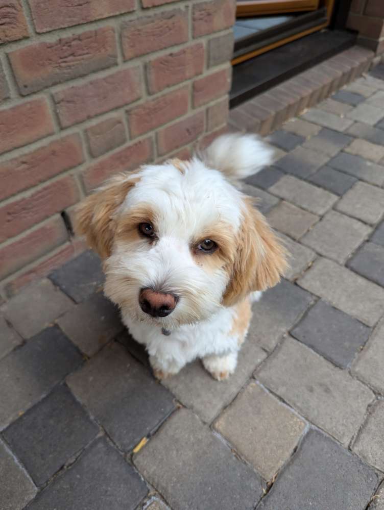 Hundetreffen-Gassi gehen und spielen-Profilbild