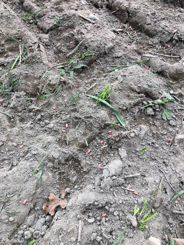 Giftköder-Giftweizen-Profilbild