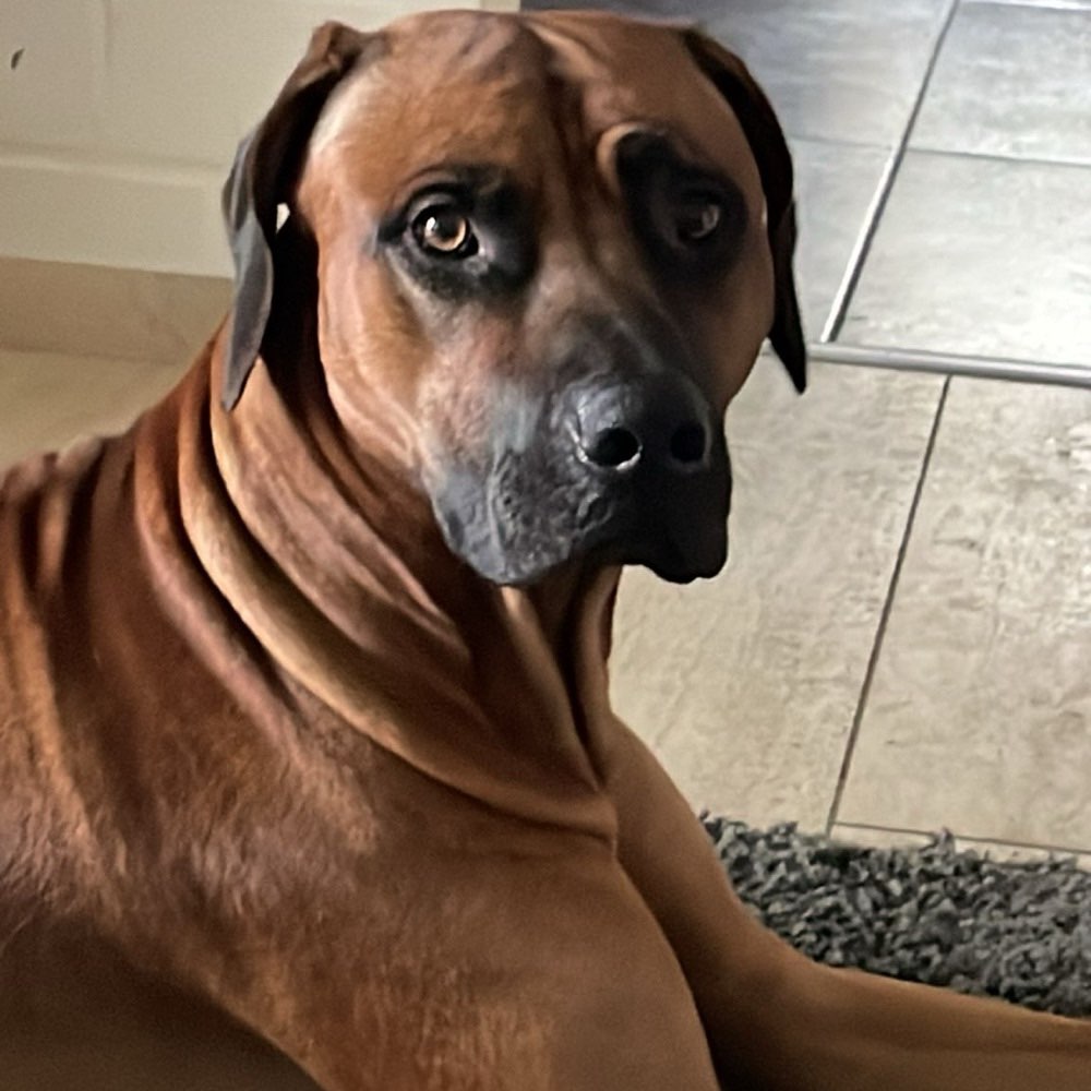 Hundetreffen-Happy sucht Freunde !-Profilbild