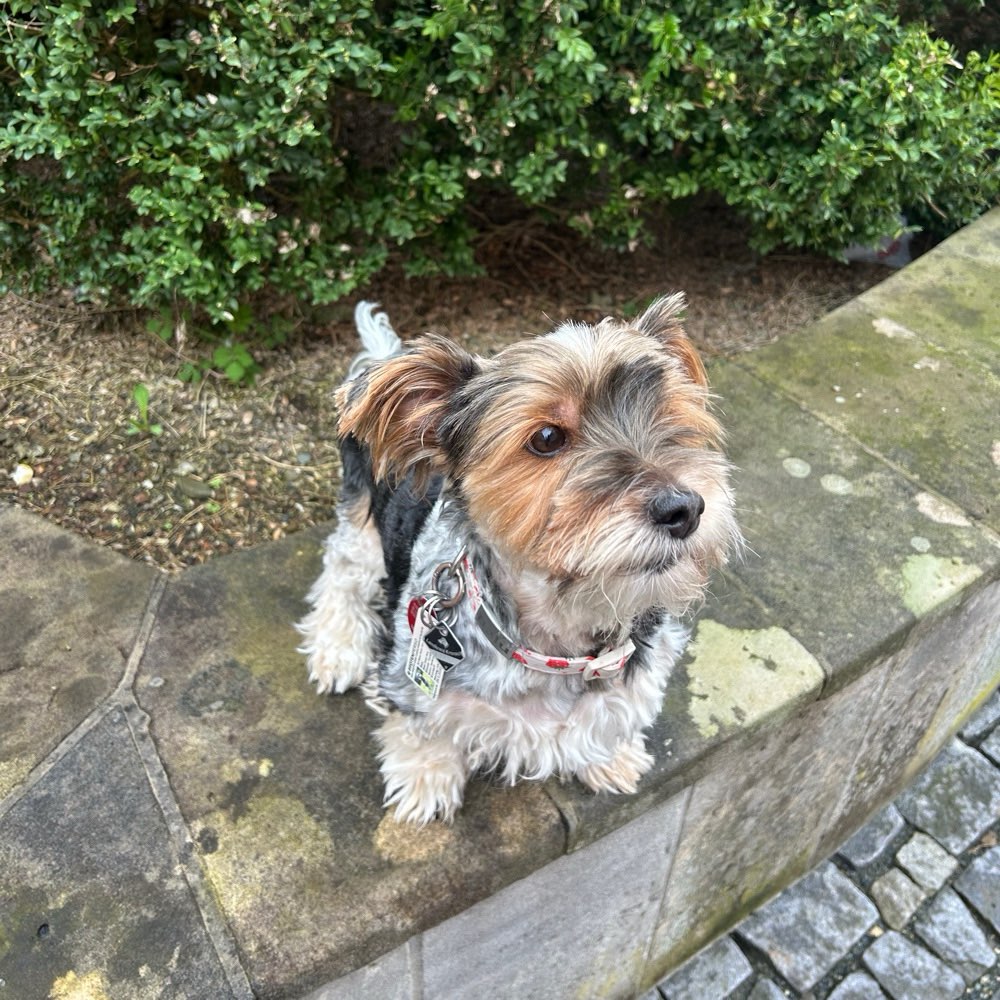 Hundetreffen-𝐏𝐟𝐨𝐭𝐞𝐧-𝐓𝐫𝐞𝐟𝐟 🐾-Profilbild