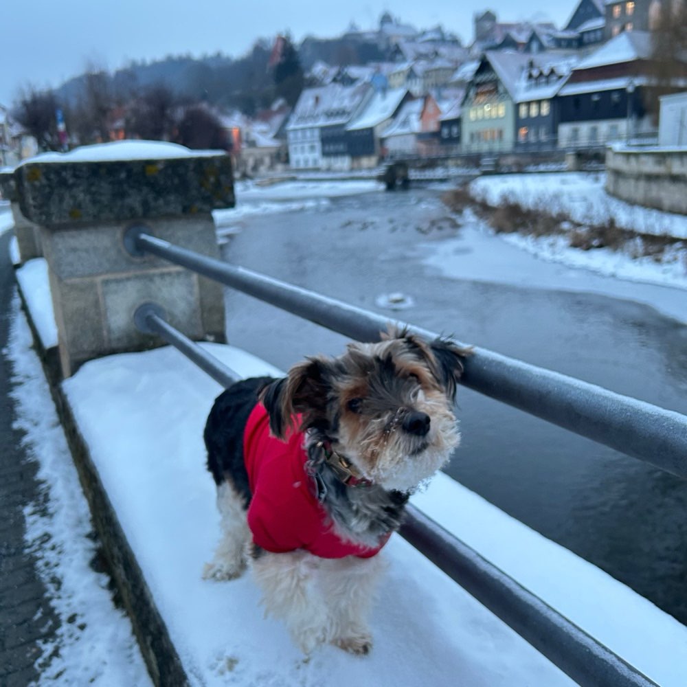 Hundetreffen-Neue Hunde Freunde kennenlernen-Profilbild