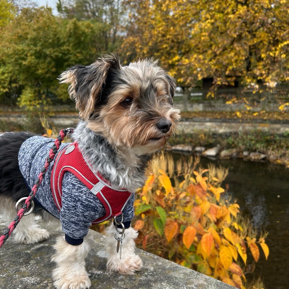 Hundetreffen-Neue Hunde Freunde kennenlernen-Profilbild