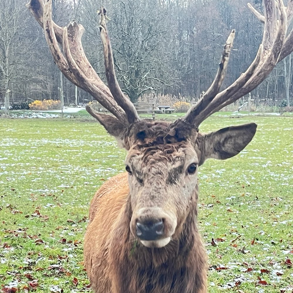 Hirsch/Reh 🦌 Banner