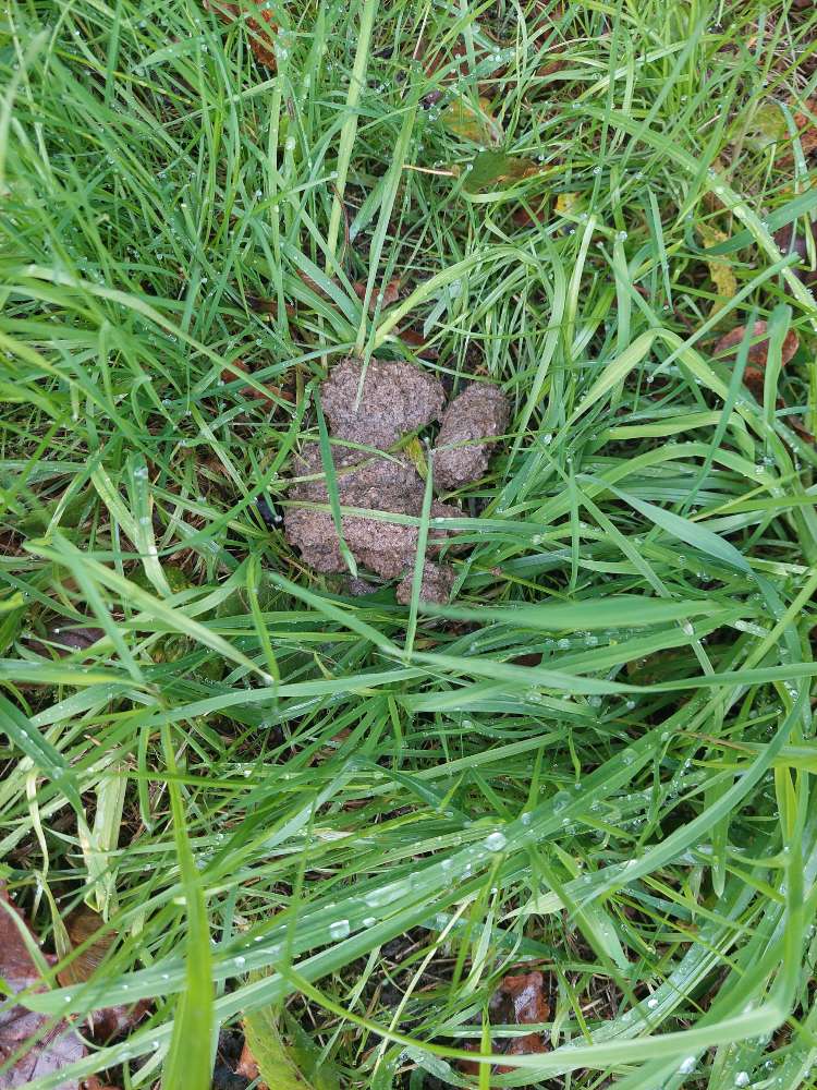 Giftköder-Ev. mehrere Giftköder-Profilbild