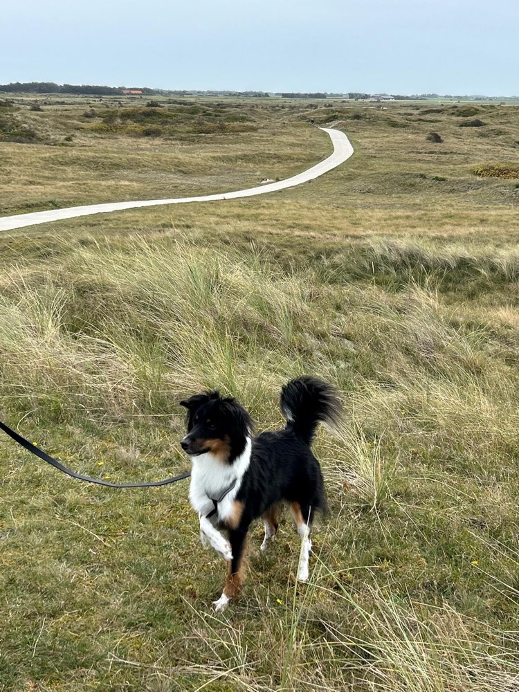 Hundetreffen-Hundespaziergang-Profilbild