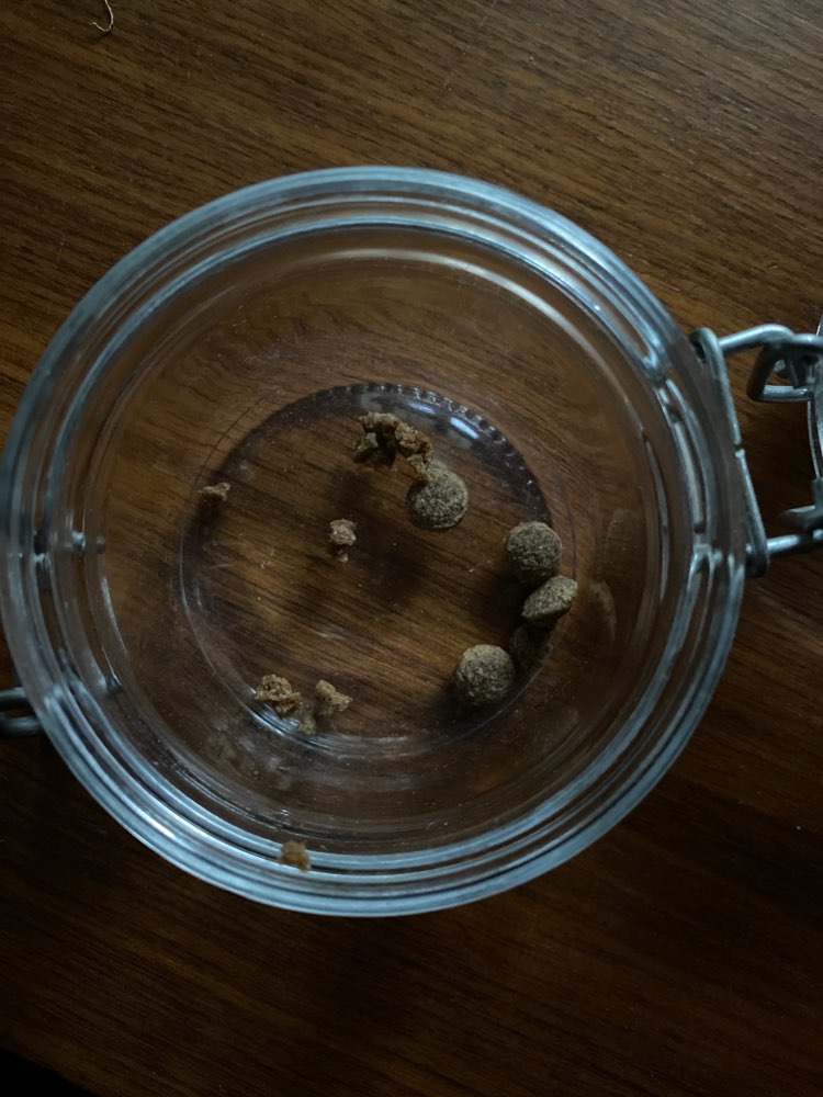 Giftköder-Vermutlich Giftköder-Profilbild