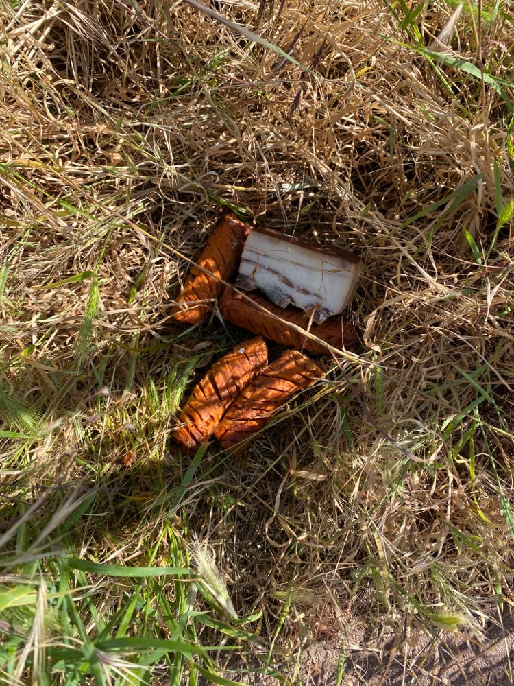 Giftköder-Erneut vermeintliche Giftköder-Profilbild