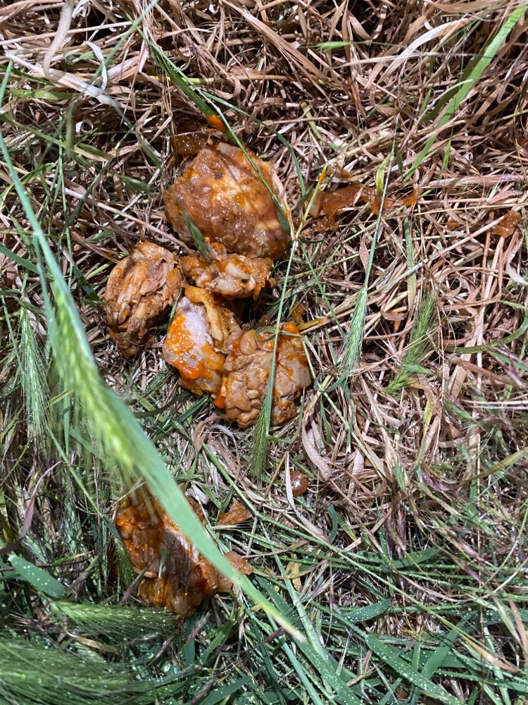 Giftköder-Vermutlich Giftköder-Profilbild