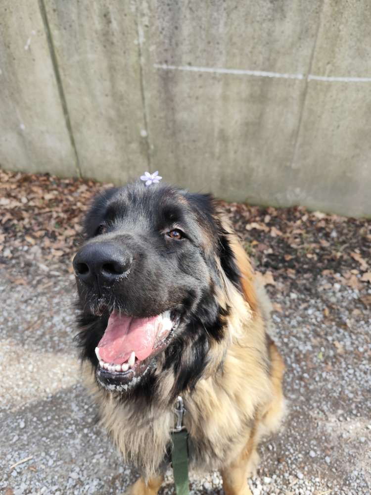 Hundetreffen-Suchen Spielgefärten für Sozialisation-Profilbild