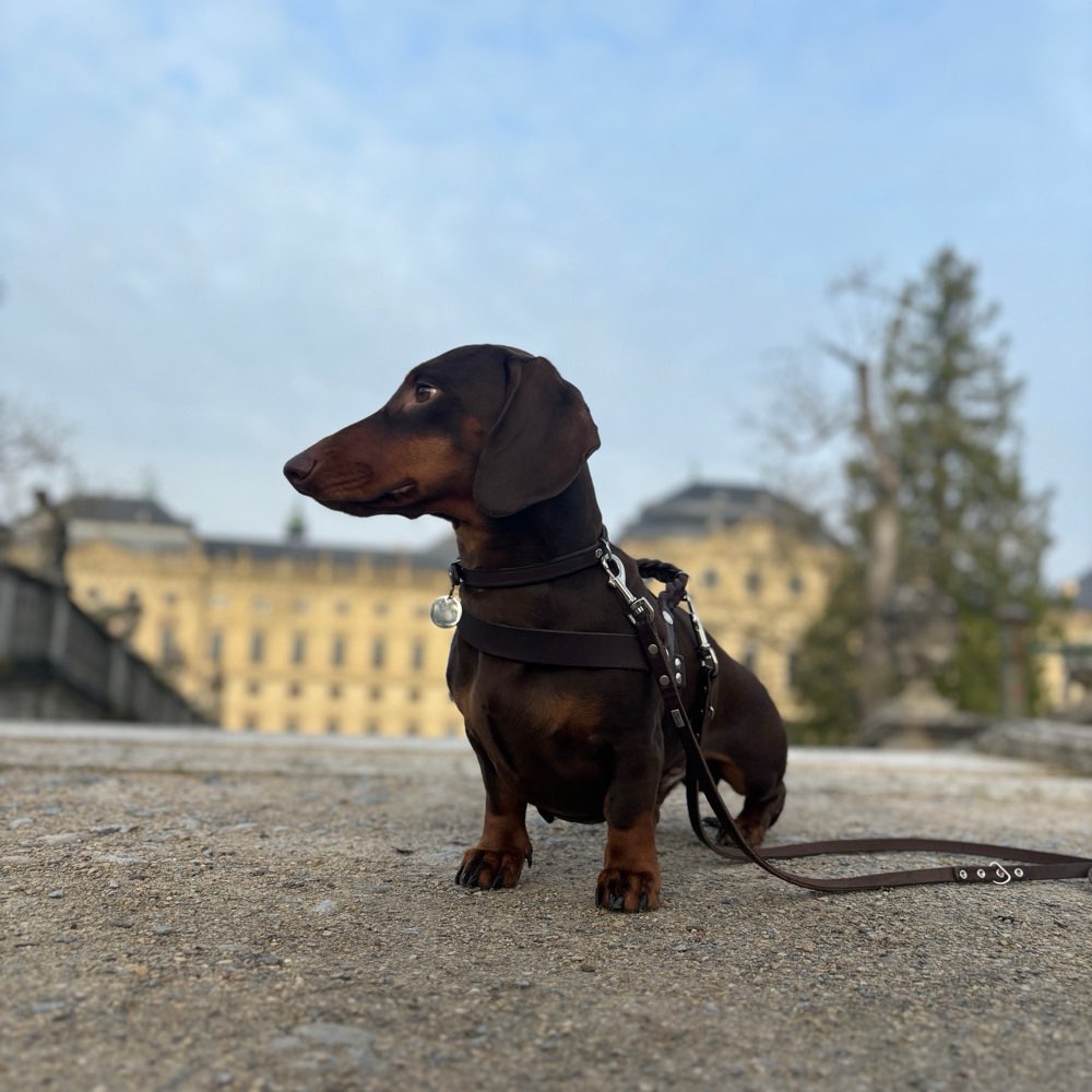 Hundetreffen-Gassi gehen in Stuttgart-Profilbild