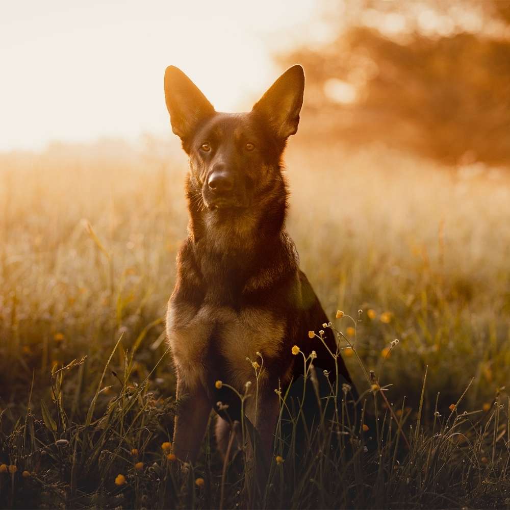 Hundetreffen-Spaziergang, spielen und schwimmen mit Zazou 🐕-Profilbild