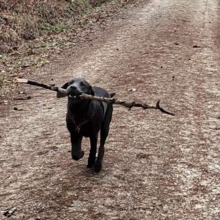 Hundetreffen-Memmelsdorf-Profilbild