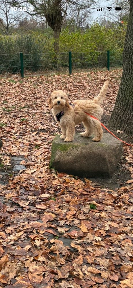 Hundetreffen-Lissy sucht  Spielgefährten-Profilbild