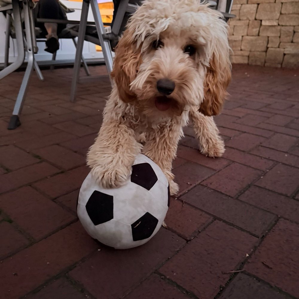 Hundetreffen-Lissy sucht  Spielgefährten-Profilbild