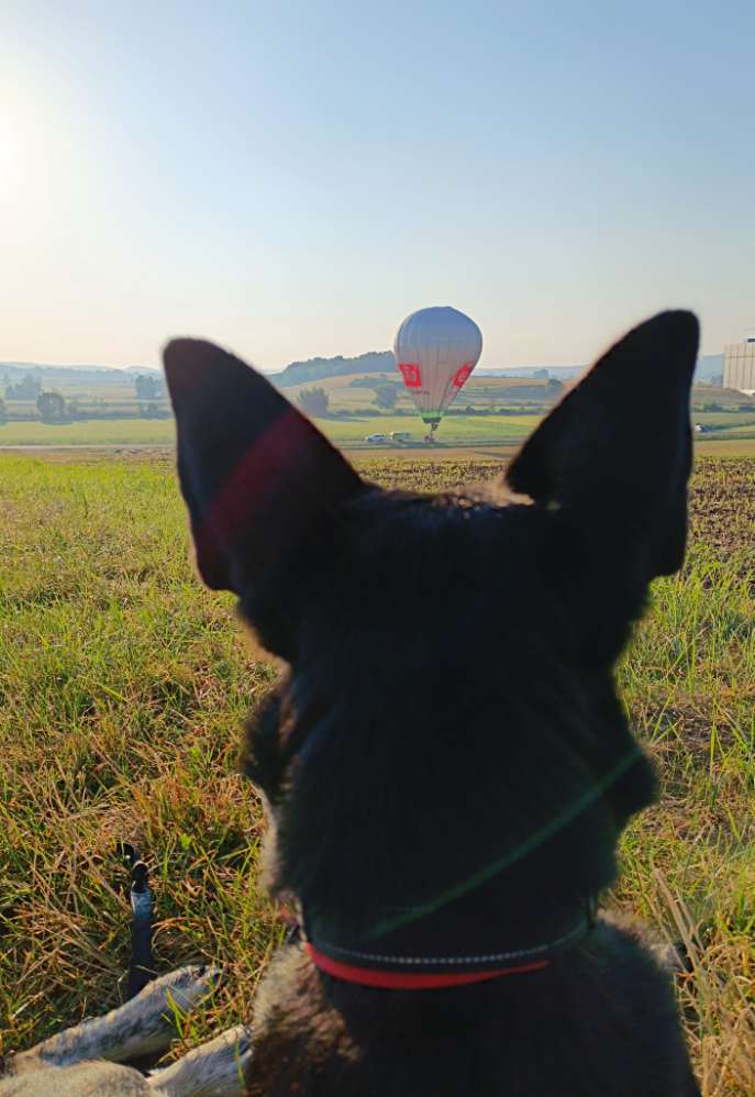 Ohren Ohren Ohren Banner