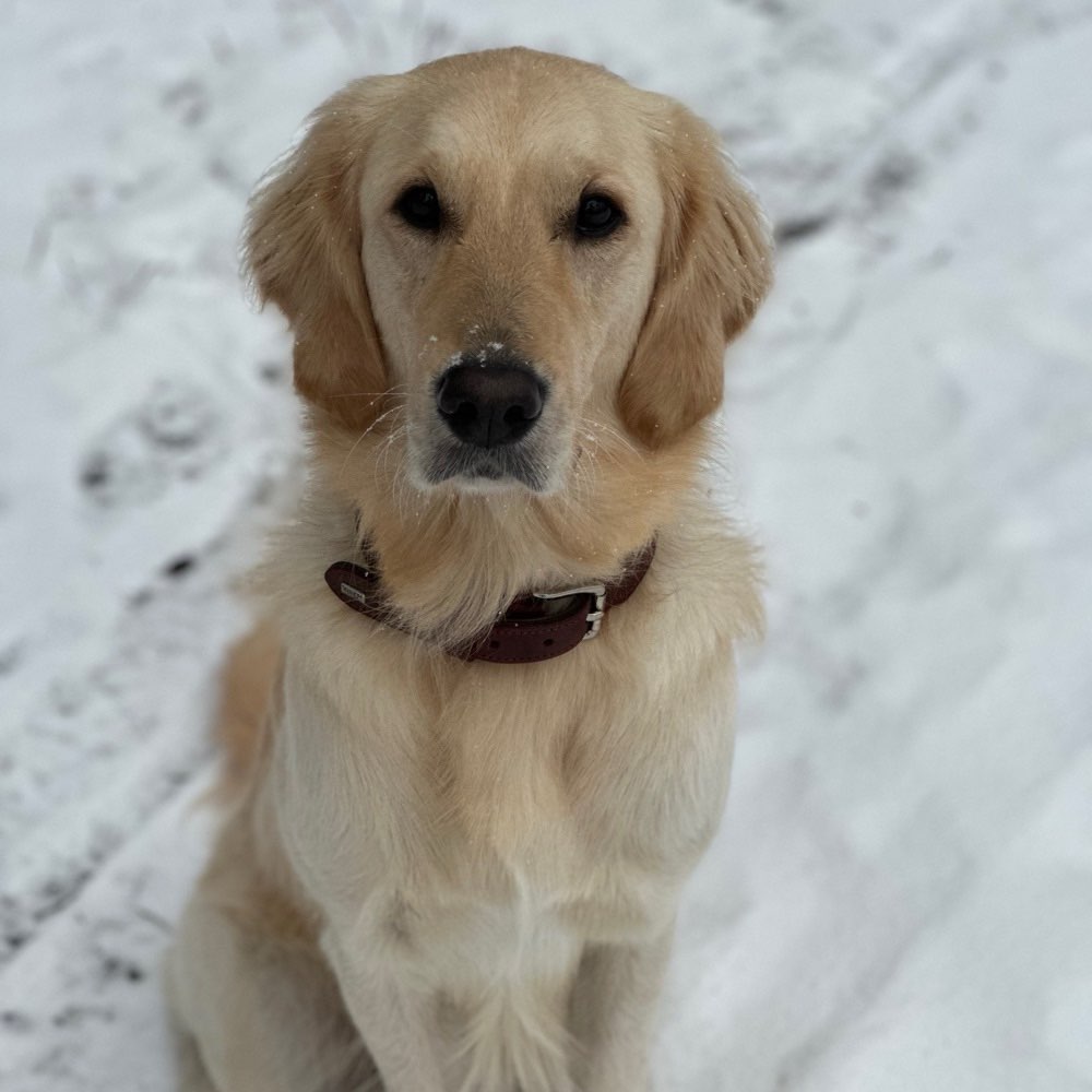 Hundetreffen-Junghunde Spieltreff-Profilbild