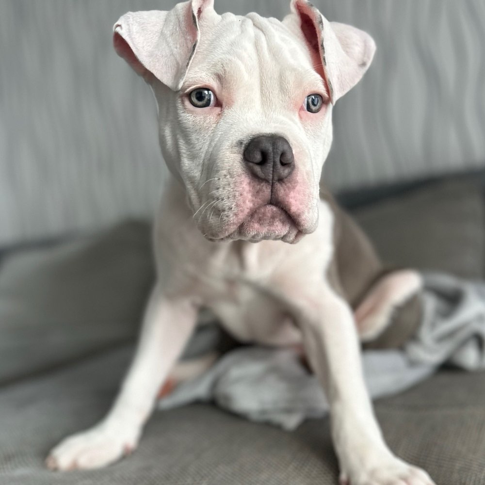 Hundetreffen-Gemeinsame Spaziergänge-Profilbild