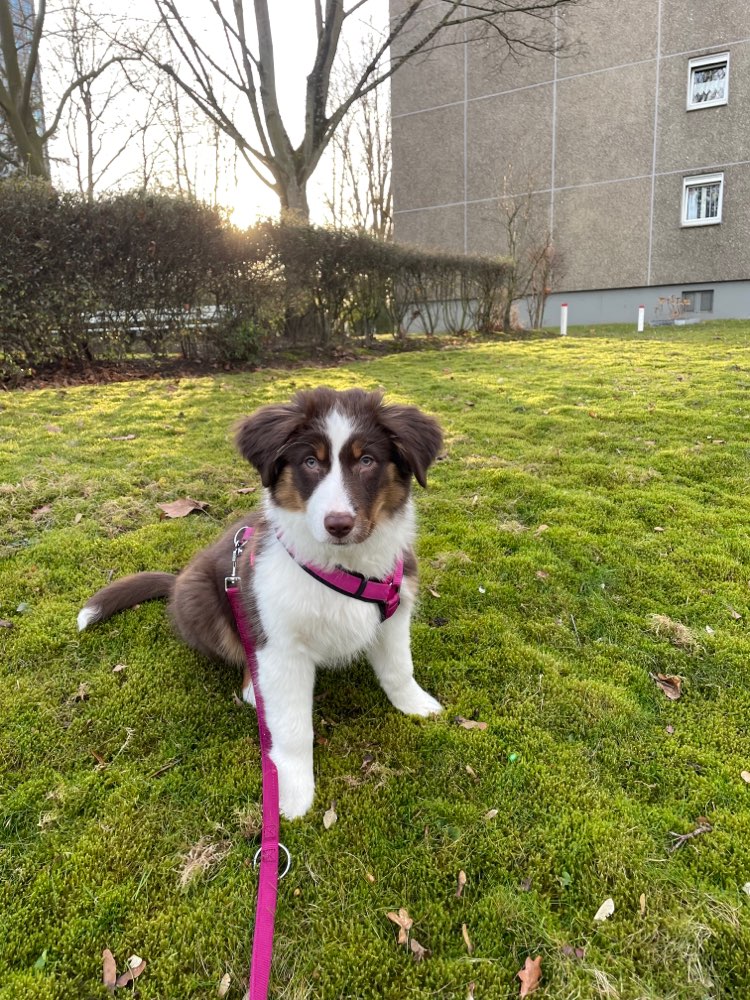 Hundetreffen-Welpenspielen im Taunuskreis-Profilbild