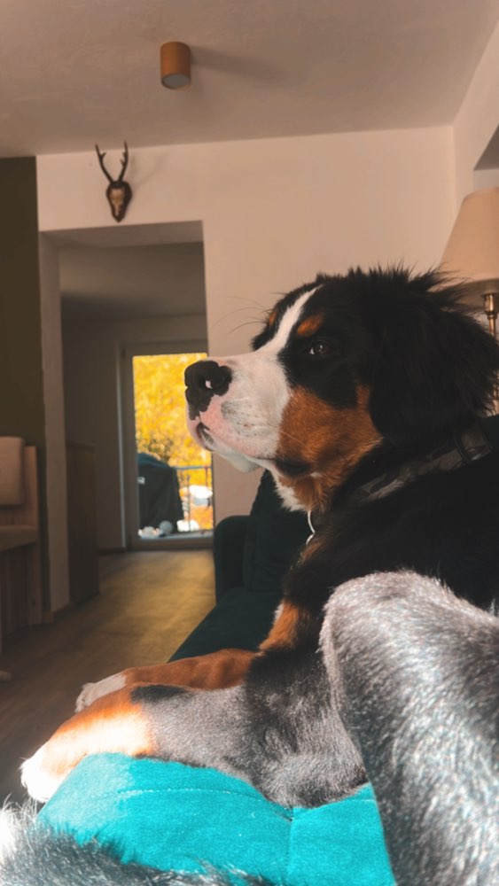 Hundetreffen-Playdate/Dpazierrunde-Profilbild