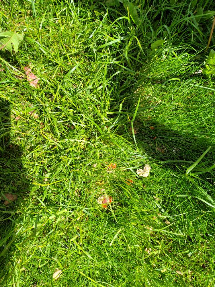 Giftköder-Fleischstücke, evtl. Giftköder-Profilbild