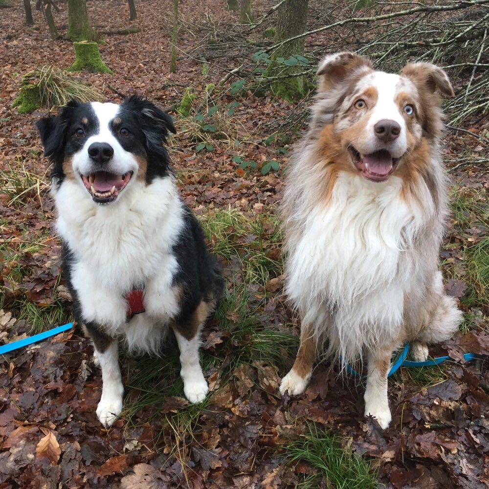 Hundetreffen-Hundebetreuung als Nachbarschafts/Freundschaftshilfe, nicht gewerblich, auch andere Kleintiere-Profilbild