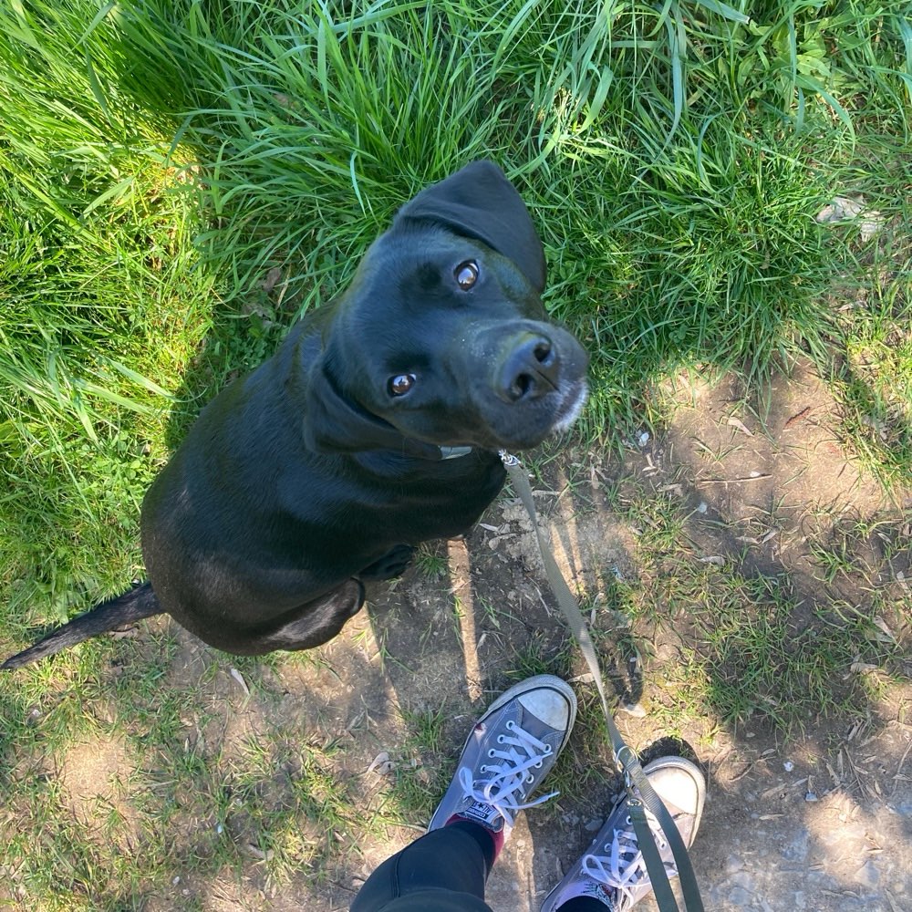 Hundetreffen-Gemeinsamer Spaziergang-Profilbild