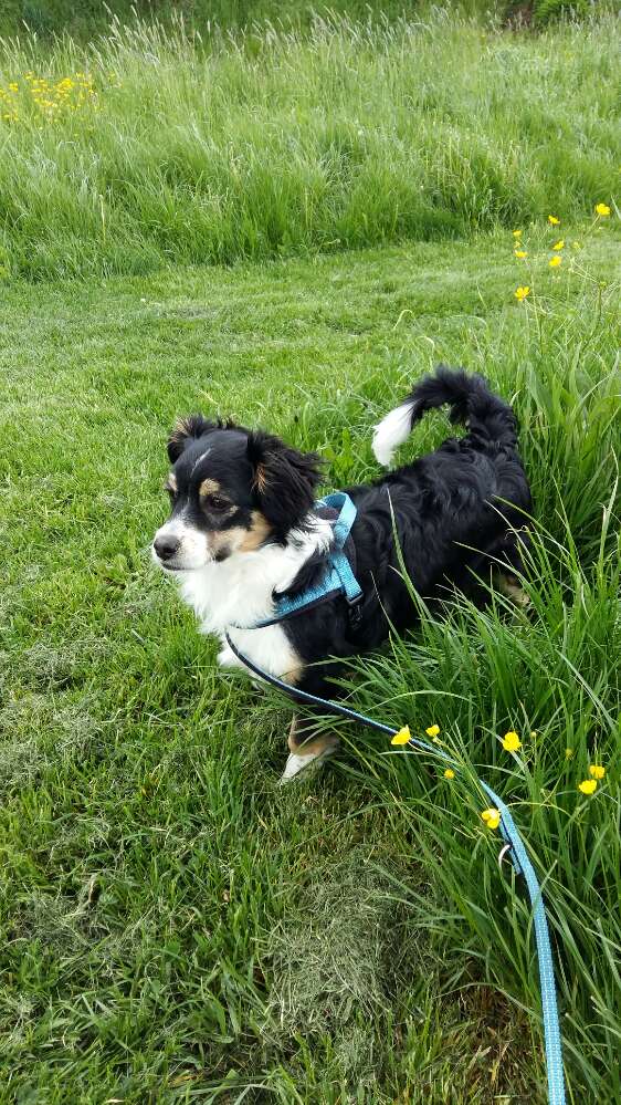 Hundetreffen-Gemeinsame Spaziergänge-Profilbild