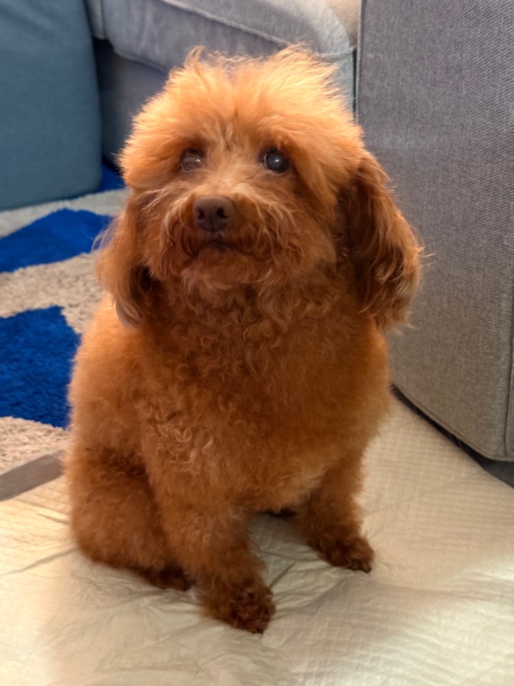 Hundetreffen-Hundebetreuung über Silvester-Profilbild