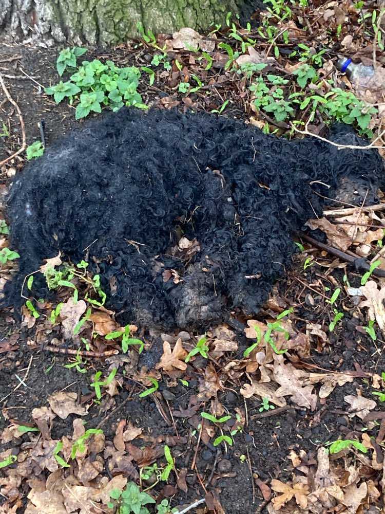 Giftköder-Toter Hund gefunden-Profilbild