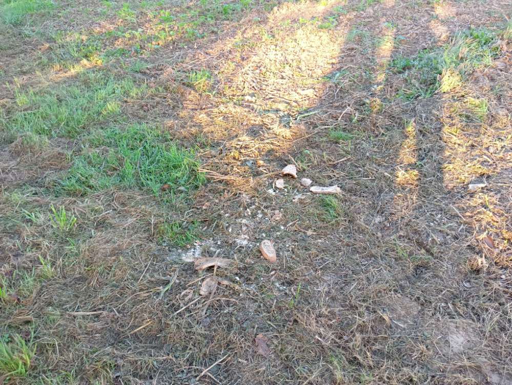 Giftköder-Verschimmeltes Brot auf der Wiese-Profilbild