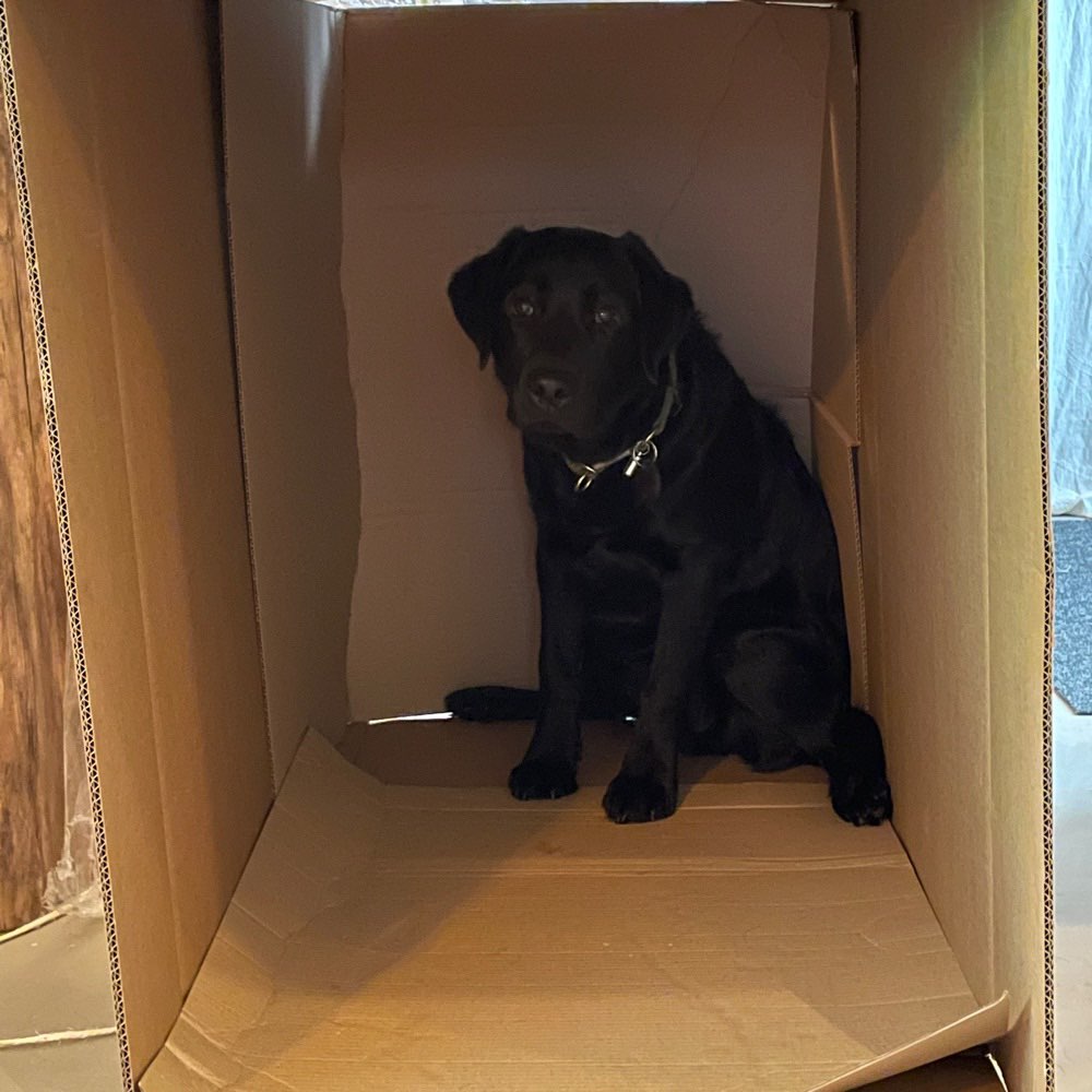 Hundetreffen-Hunde kennenlernen-Profilbild