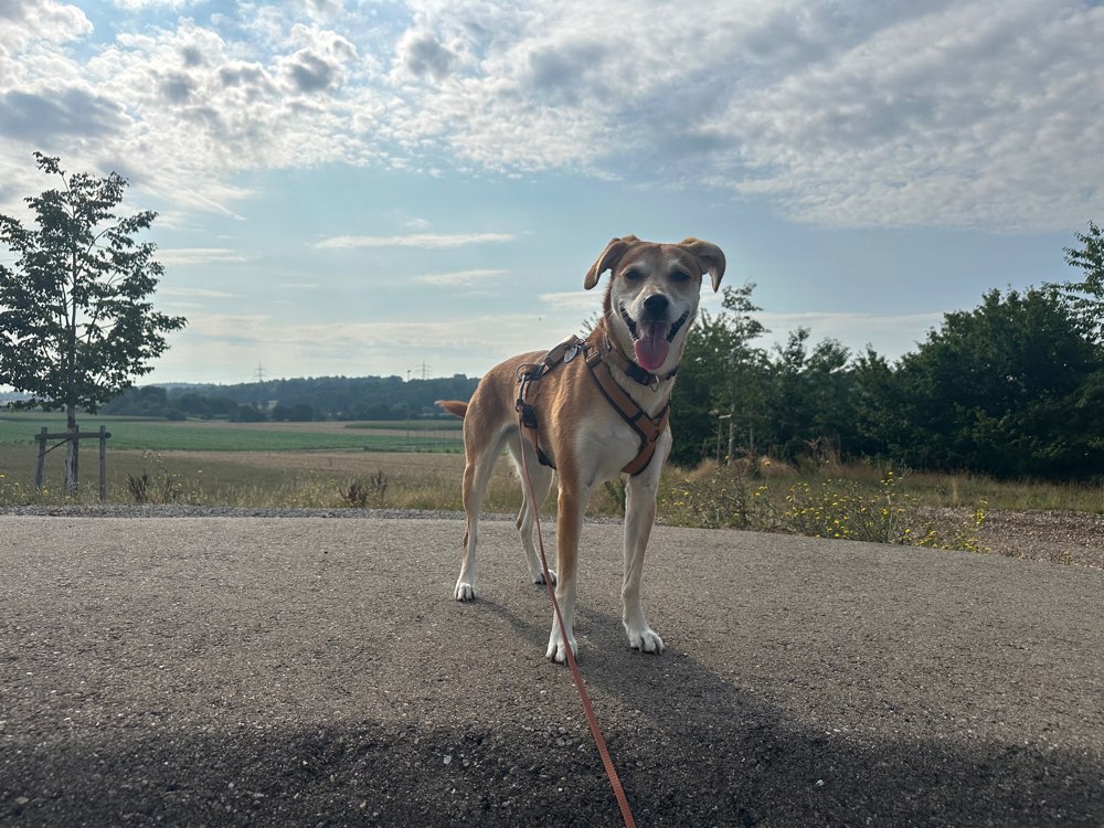 Hundetreffen-Trainingsspaziergang-Profilbild