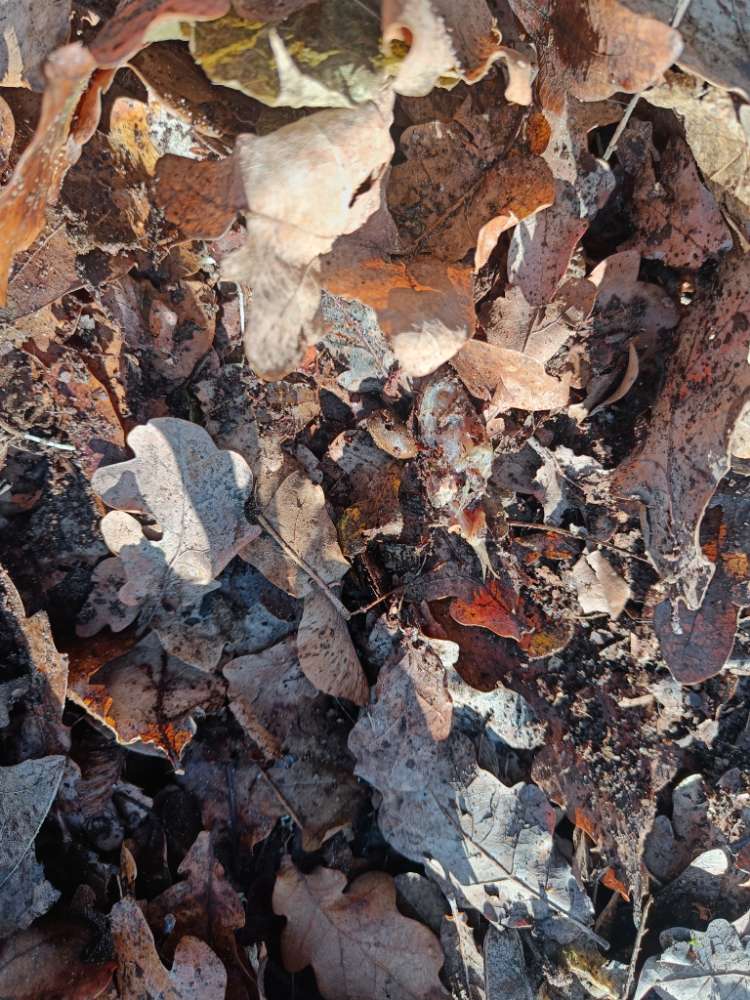 Giftköder-Ggf. Giftköder-Profilbild