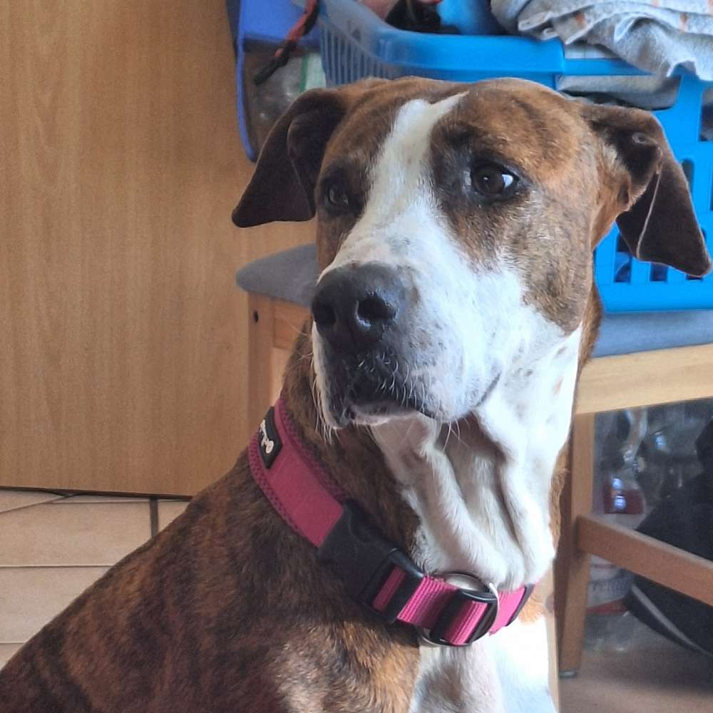 Hundetreffen-Trainings partner hundebegegnung-Profilbild
