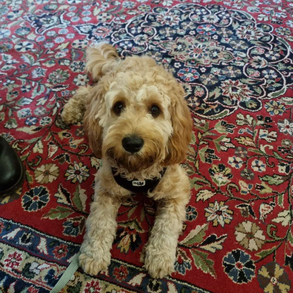 Hundetreffen-Junghunde Spielen und Spaziergang Ammersbek-Profilbild