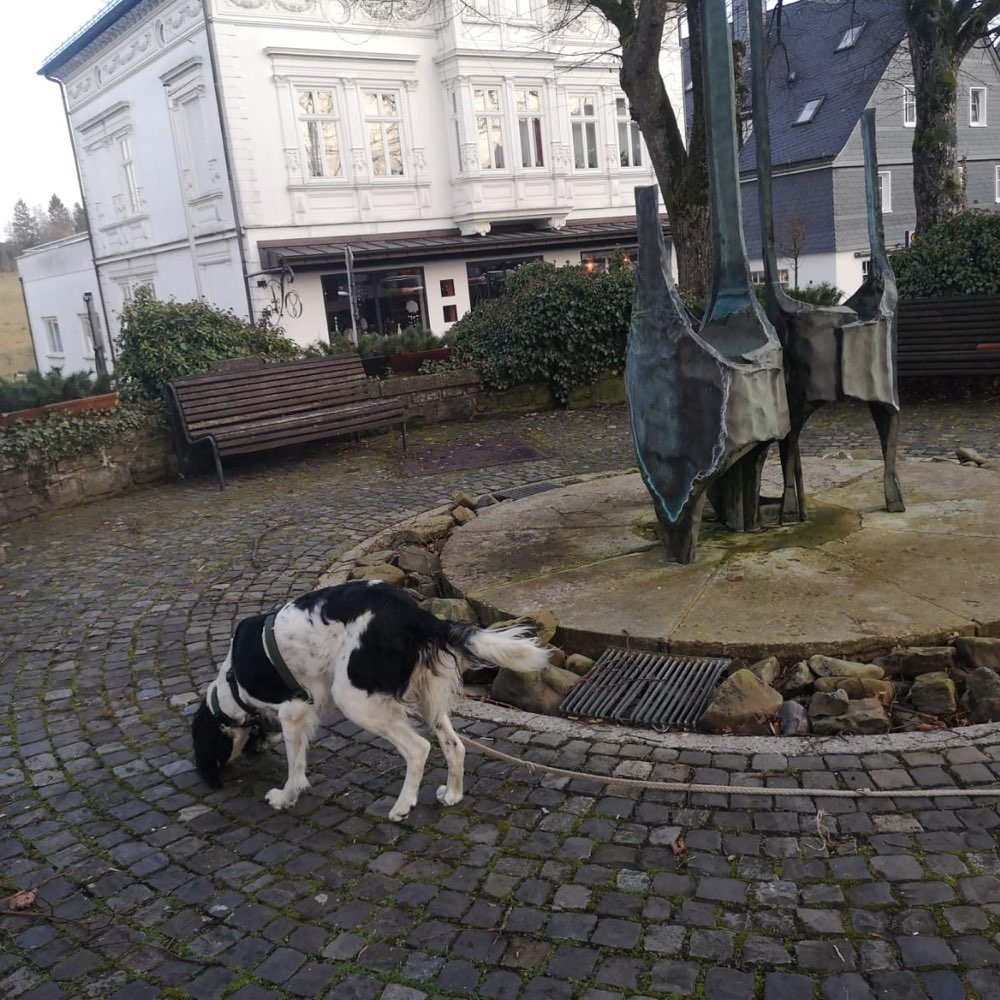 Hundetreffen-Trailgruppe Greven/Münster Nord-Profilbild