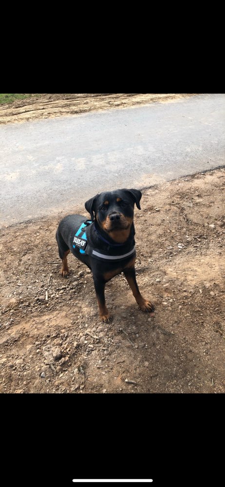 Hundetreffen-Gassi + Spielen (Sozialisierung)-Profilbild